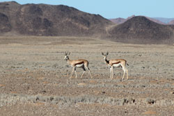 Springbok